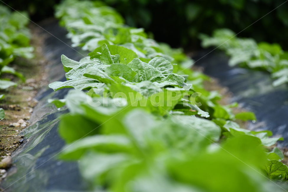 식물,배추,밭,음식,plant,농업,이랑,농업,농사,agriculture,farming,farming industry