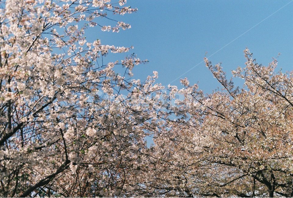 꽃,나무,감성,식물,자연,봄,봄,계절,spring,season,식물,자연,plants,nature,꽃,flower,plant,blossom,cherry blossom,벚꽃