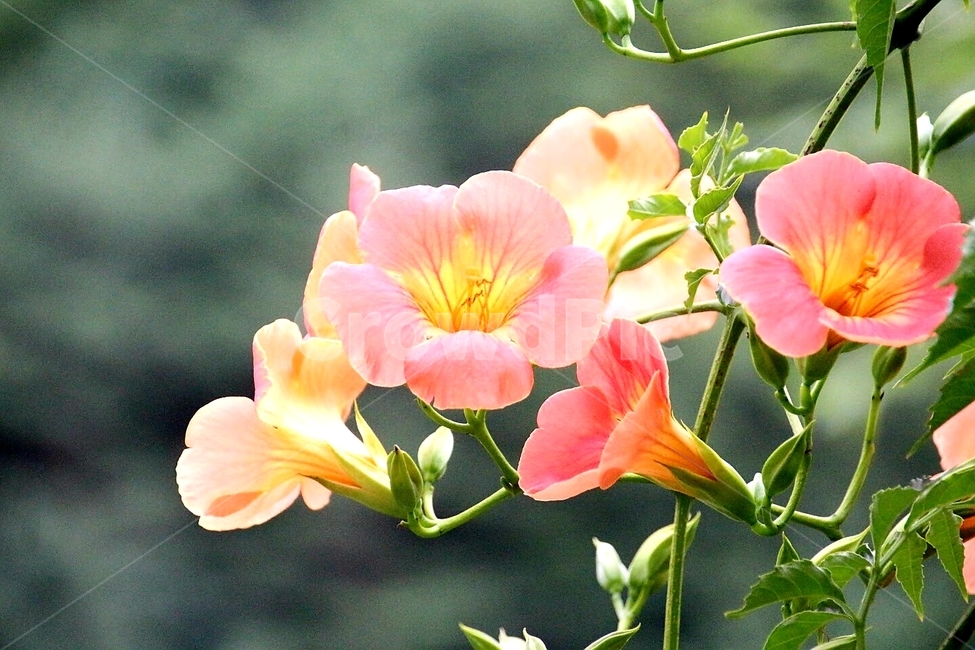 꽃,능소화,식물,여름,덩굴,식물,자연,plants,nature,꽃,flower