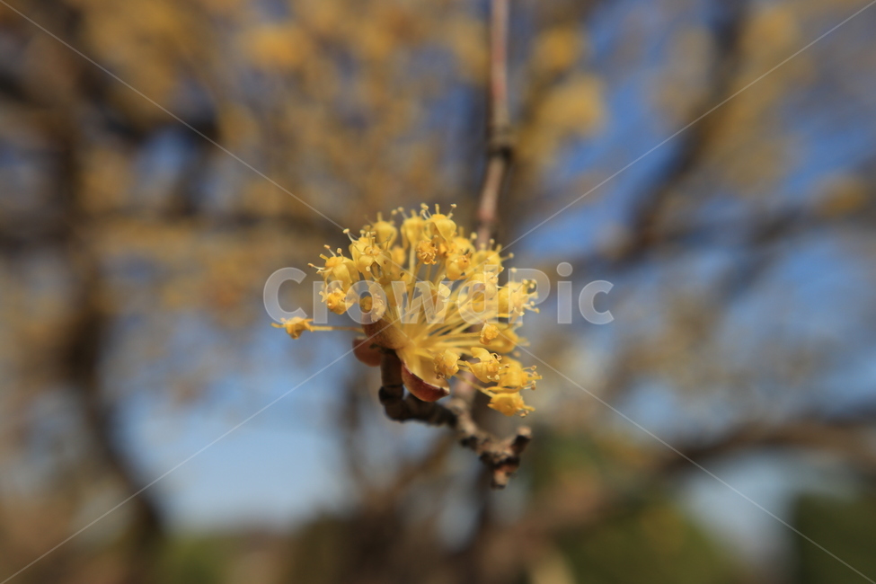 봄,산수유,꽃,spring,flower,봄,계절,spring,season,식물,자연,plants,nature,꽃,flower,plant