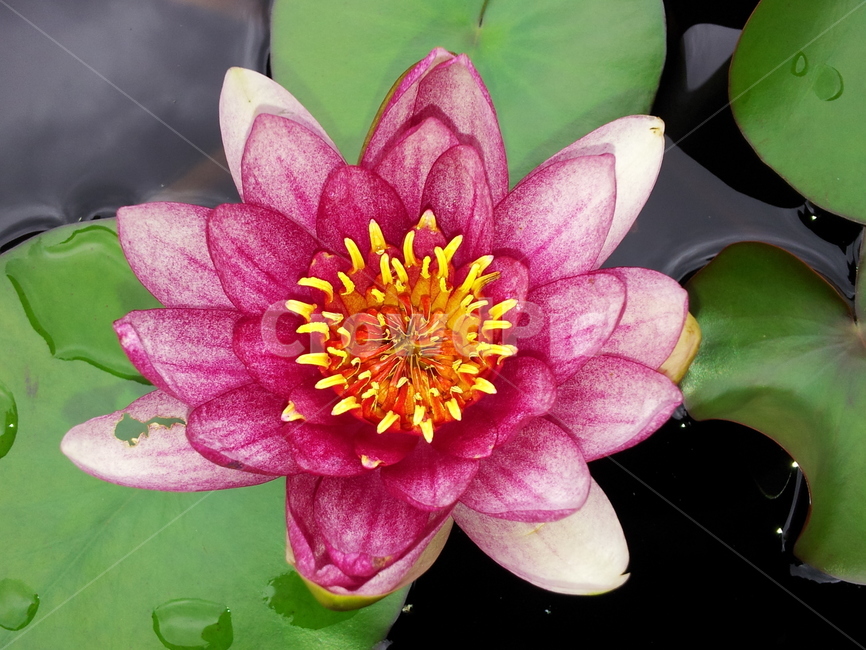 꽃,수련,식물,연꽃,blossom