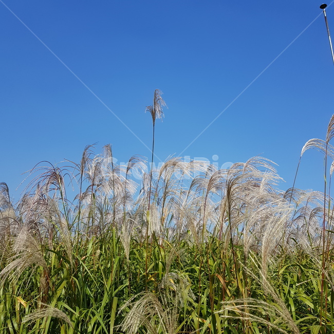 풍경,갈대,하늘,가을,fall,가을하늘,reed,가을,계절,fall,autumn,season,grass,잔디,plant,식물,lawn