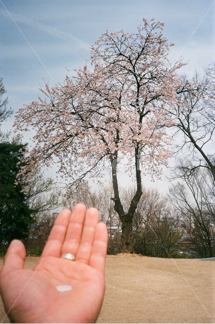 벚꽃나무,벚꽃,꽃,봄,봄꽃,전주,꽃잎,손바닥,손,나무,봄,계절,spring,season,식물,자연,plants,nature,나무,trees,wood