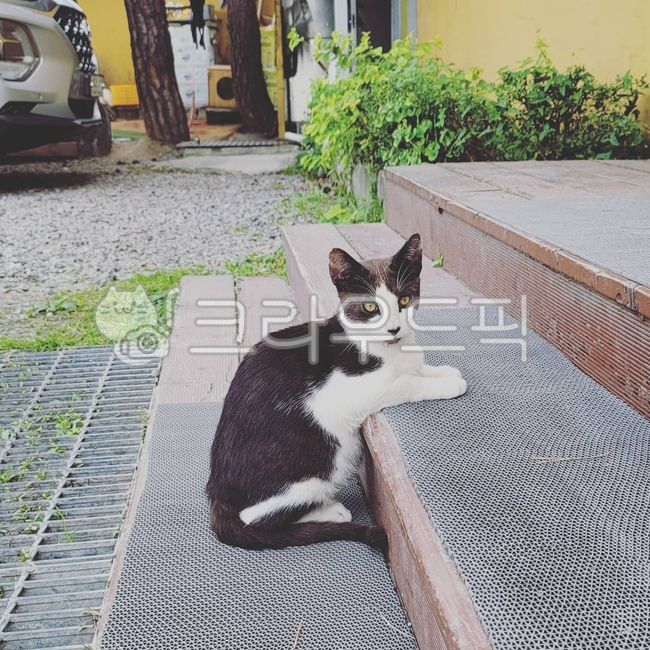 Pets,cafe,petal,cat,stairs,sit down,look