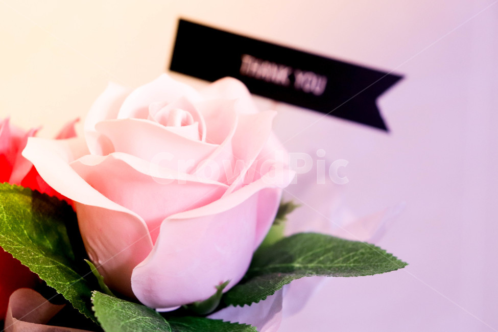 감사,선물,조화,마음,감정,감정표현,마음표현,thankyou,꽃,장미,장식,애정,예쁨,싱그러운,분홍색,첫사랑,사랑의사자,답례,행복한사랑,아름다움,행복,사랑,연인,고백,향기,청혼,프로포즈,가시,잎파리,부드러운,꽃,flower,기념일,축하,anniversary,congratulation,celebrate,celebration
