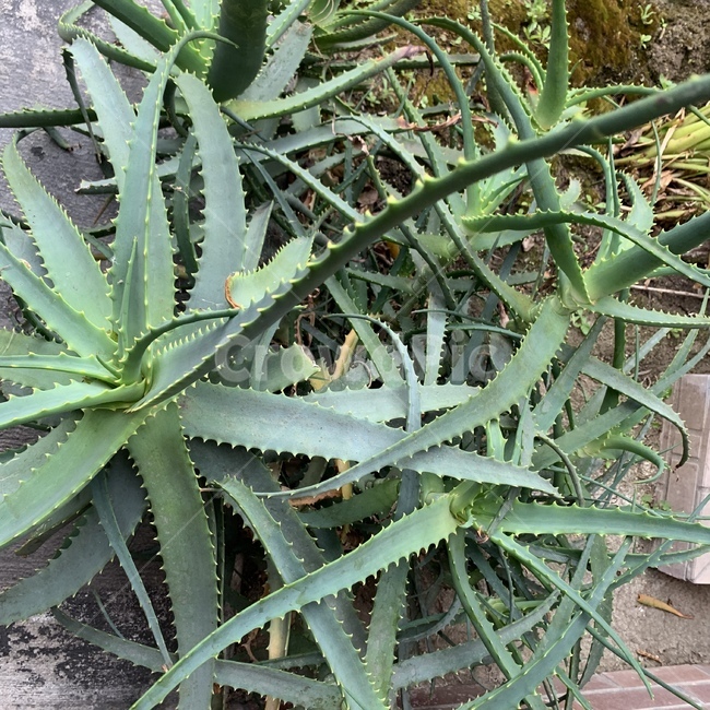조화,자유분방,선인장,식물,plant,식물,자연,plants,nature
