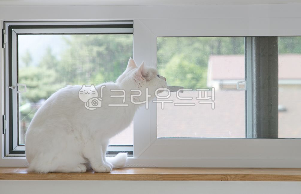 Meow,white cat,cat,animal