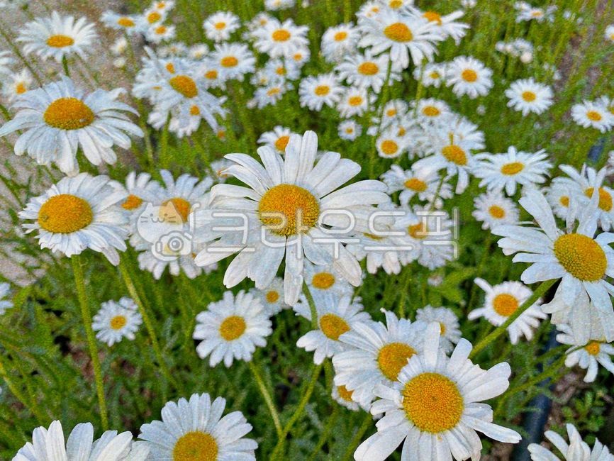 꽃, 데이지꽃, 데이지, 자연, 식물, 사진,이미지,일러스트,캘리그라피 - daisyiiii작가
