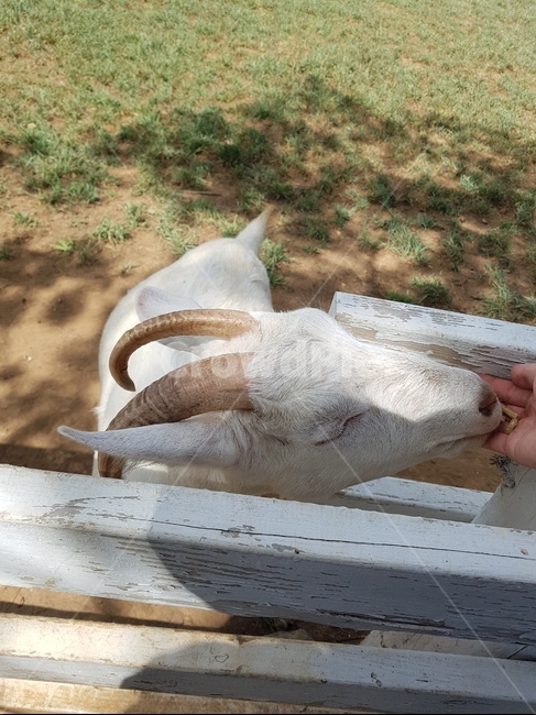 양떼목장,먹이주기체험,체험,양,산양,동물,animal,포유류,mammal