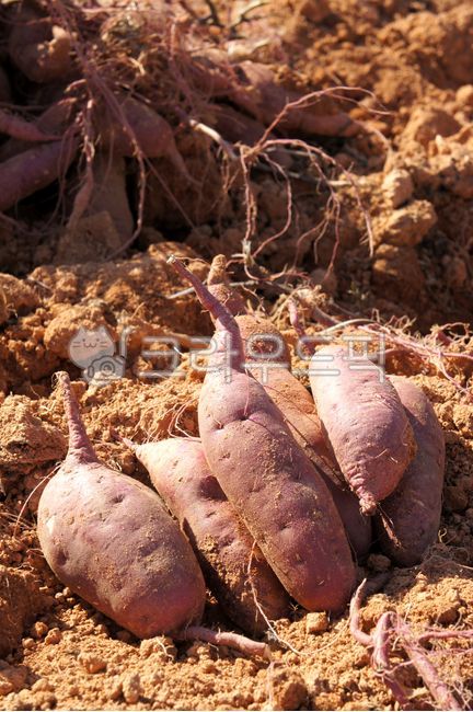 sweet potato,Roasted Sweet Potato,Honey sweet potato,harvesting,snack,Beni Haruka,Food Ingredients,Agricultural products,crops,vegetable