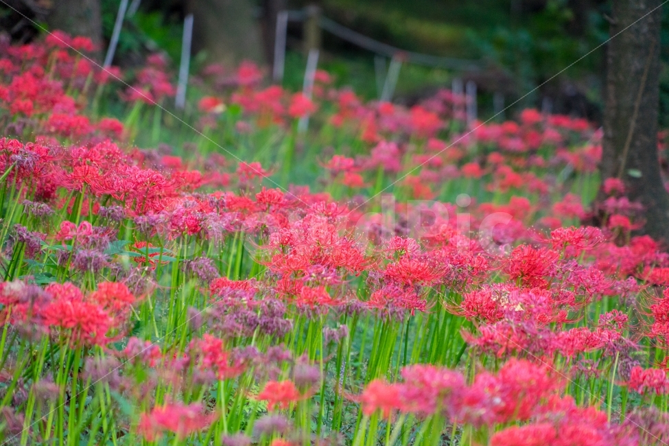 	꽃,꽃무릇,상사화,자연,식물,가을,식물,자연,plants,nature,꽃,flower