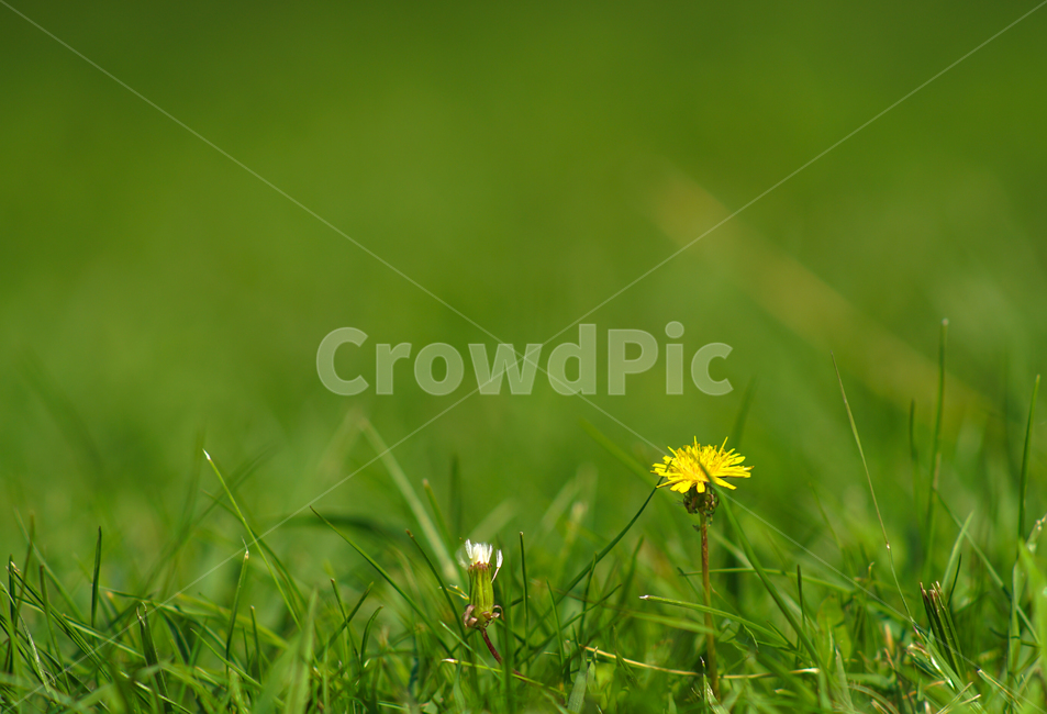 꽃,민들레꽃,들꽃,야생화,식물,자연,약용,식물,자연,plants,nature,꽃,flower