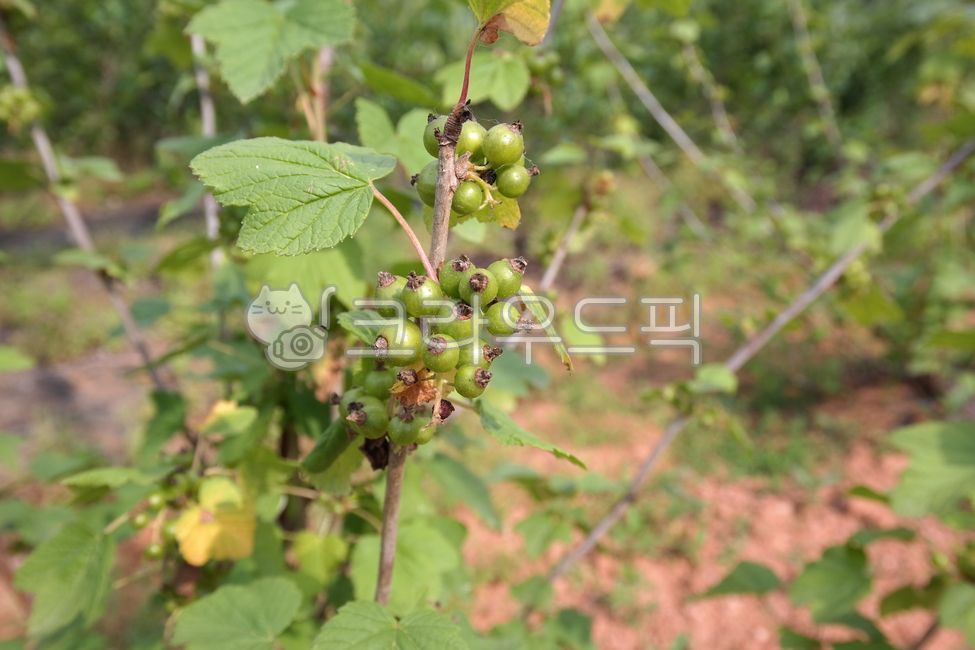 황칠,황칠나무,약재료,나무,건강,열매,농장