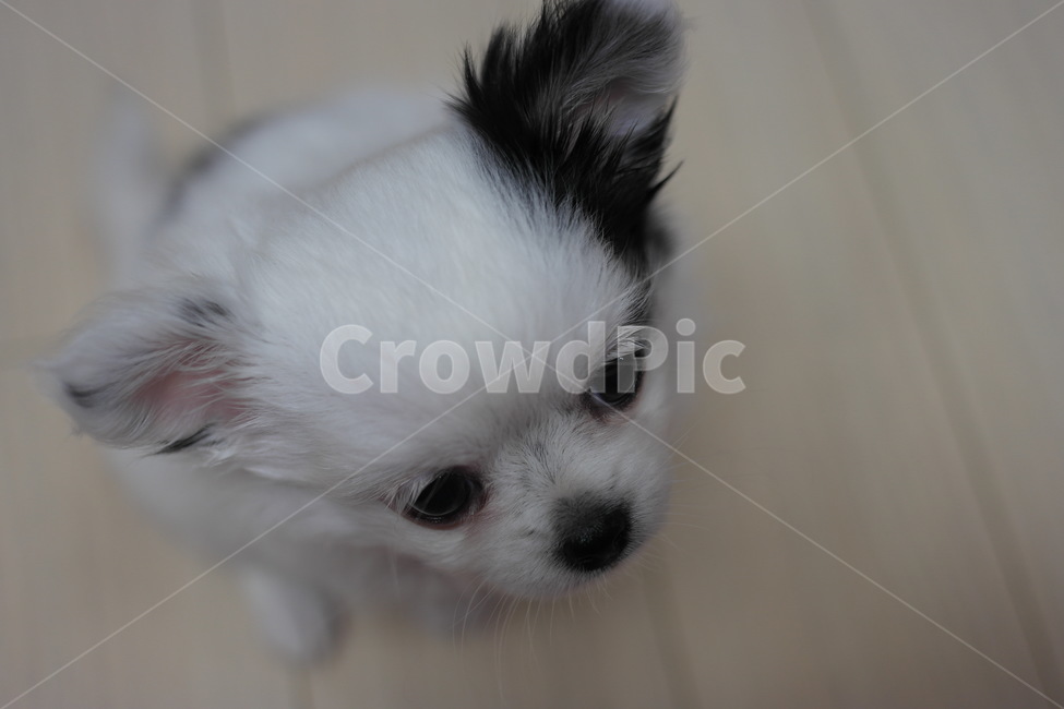 개,동물,애견,강아지,장모치와와,동물,animal,포유류,mammal,개,강아지,dog,doggy