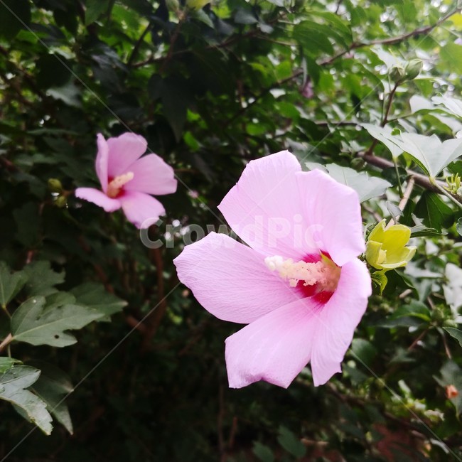 무궁화,우리나라꽃,무궁화꽃,국화,꽃,나무,무궁화나무,우리나라국화,분홍색무궁화,분홍색꽃,만개,여름꽃,여름,식물,자연,plants,nature,꽃,flower