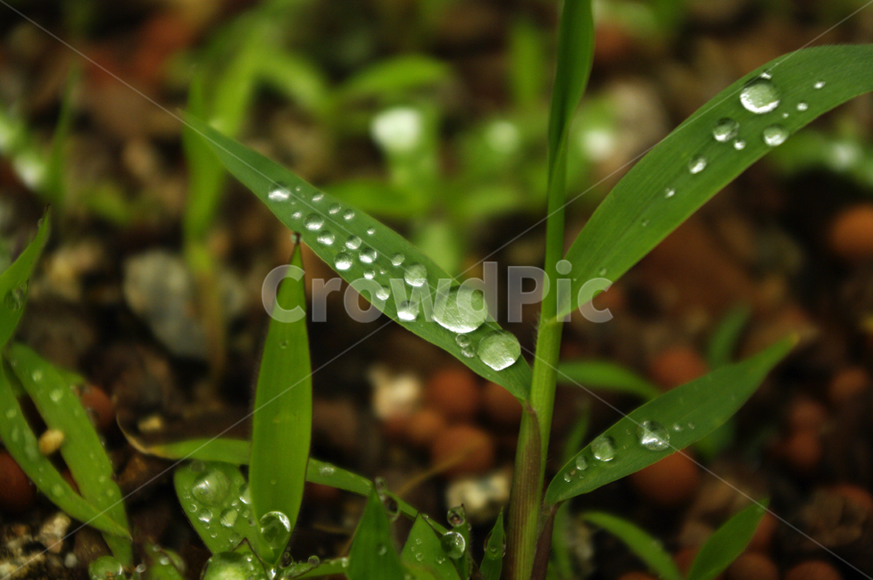 이슬,풀,식물,잎,초록색,식물,자연,plants,nature