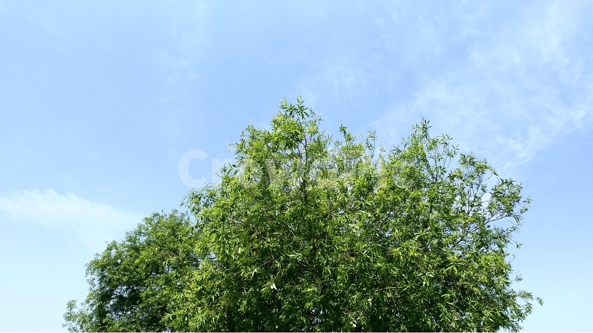 풍경,나무,하늘,sky,초록,식물,자연,plants,nature,나무,trees,wood
