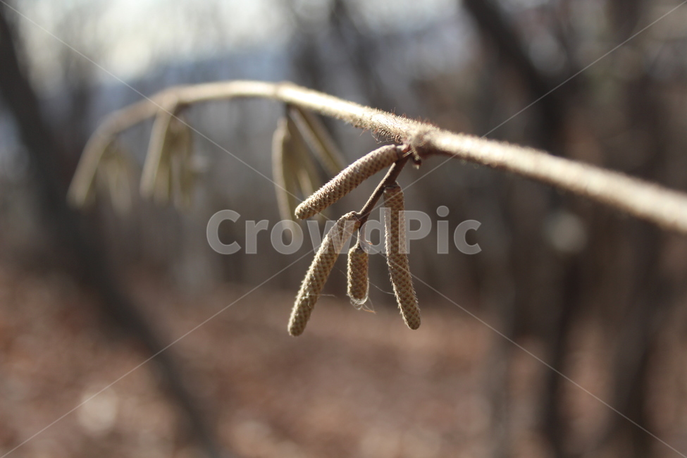 plant,식물,tree,branch,fruit