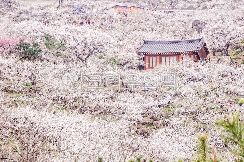 광양매화마을,매화마을,매화축제,봄,매화,한국,꽃놀이,광양,경치,꽃축제,풍경,봄,계절,spring,season,자연,풍경,nature,landscape