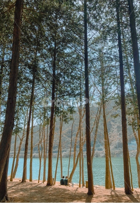 자연,남이섬,나무,강,자연풍경,자연,풍경,nature,landscape,tree,plant,식물,vegetation,초목
