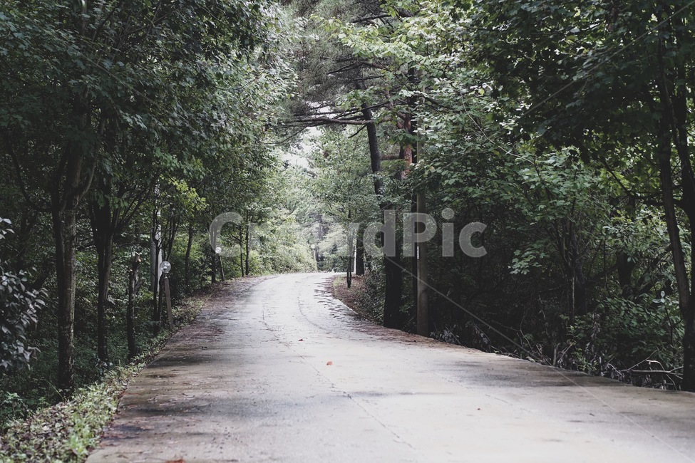 자연,nature,초록,길,road,green,가로수,나무,tree,자연,풍경,nature,landscape,path,통로,plant,식물,도로