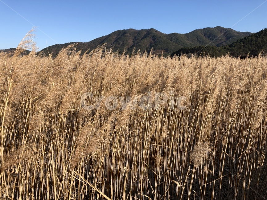 plant,식물,순천만,습지,갈대,reed,갈대군락지,겨울,winter,맑음