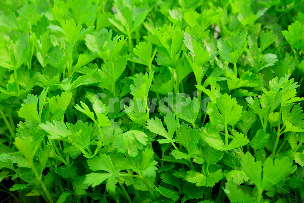 봄이미지,야채,채소,봄,신선,비타민,건강식품,food,fresh,녹색채소,쌈,재료,그린,잎새,새순,새싹,패턴,자연,초본,풀,줄기,식물,배경,백그라운드,바탕화면,그리너리,싱그러운,순수,무공해,청정,초록,녹색,green,출발,시작,새잎,봄소식,봄날,3월,4월,spring,background,plant,new,스타트,start,어린,연약한,natural,먹거리,봄,계절,spring,season,식물,자연,plants,nature,채소,야채,vegetables,vase,병 장식,jar,항아리,pottery,도기류