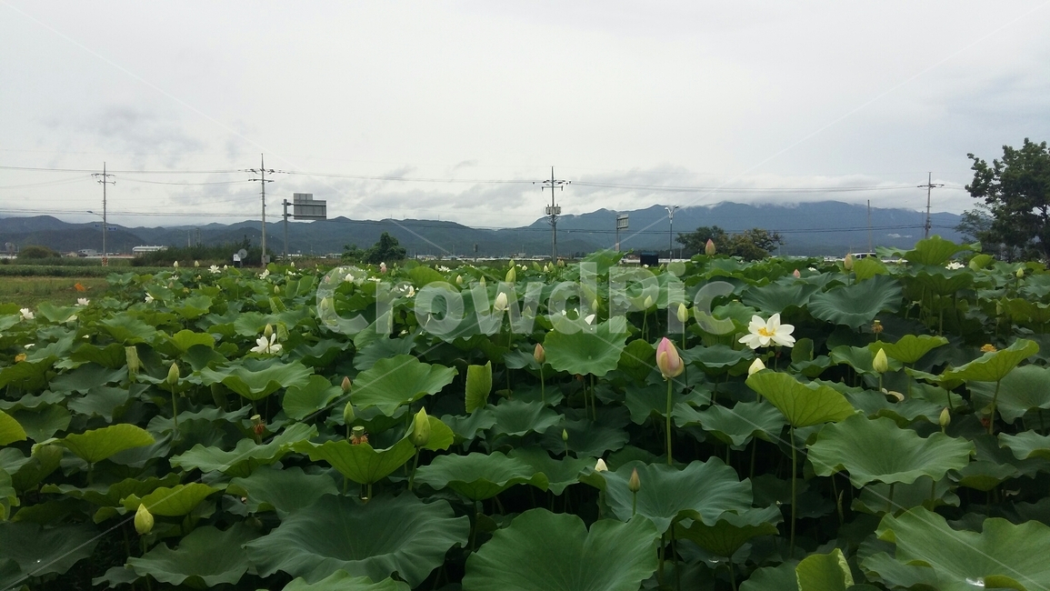 연잎,연꽃,하늘,flower,nature,자연,lotusblossom,lotusleat,전기줄,구름,파랑,흰색,초록색,sky