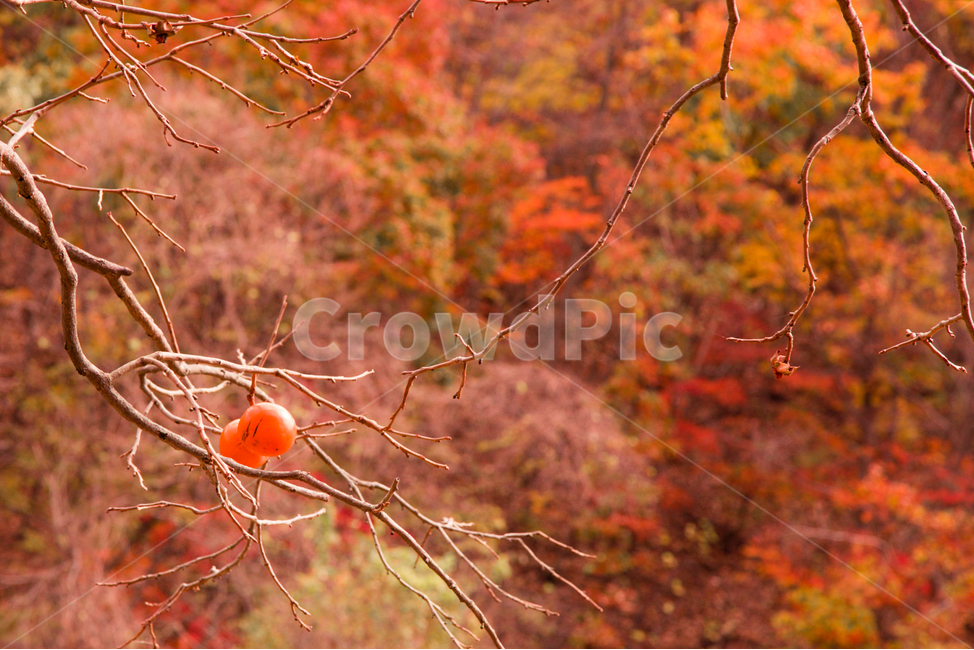 단풍,가을,경주,잎,나무,감,가을,계절,fall,autumn,season,자연,풍경,nature,landscape,과일,열매,fruit