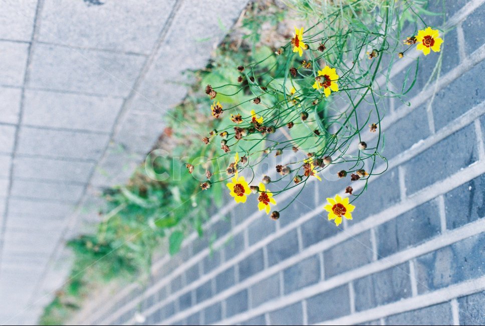 길가,들꽃,산책,이름모를꽃,배열