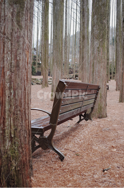 furniture,가구,bench,벤치,plant,식물,tree,나무,park,공원