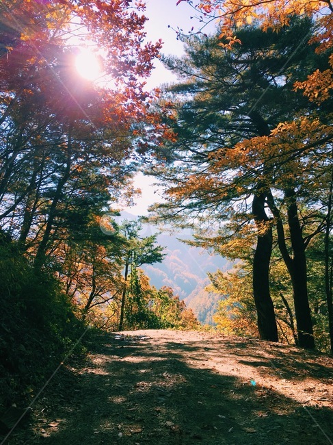등산,산,나무,햇빛,풍경,가을,계절,fall,autumn,season,자연,풍경,nature,landscape,light,빛,flare,플레어,tree,plant,식물,tree trunk,나무 줄기