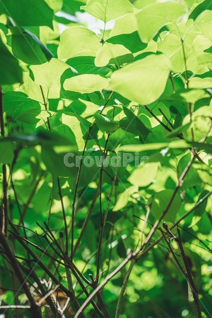 초록,잎,여름,식물,자연,summer,green,plant,macro,vibrant