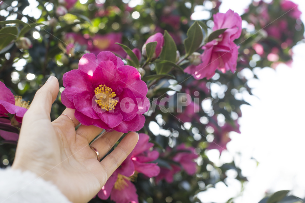 동백꽃,동백나무,동백,꽃,카멜리아,식물,사람,손,식물,자연,plants,nature,꽃,flower