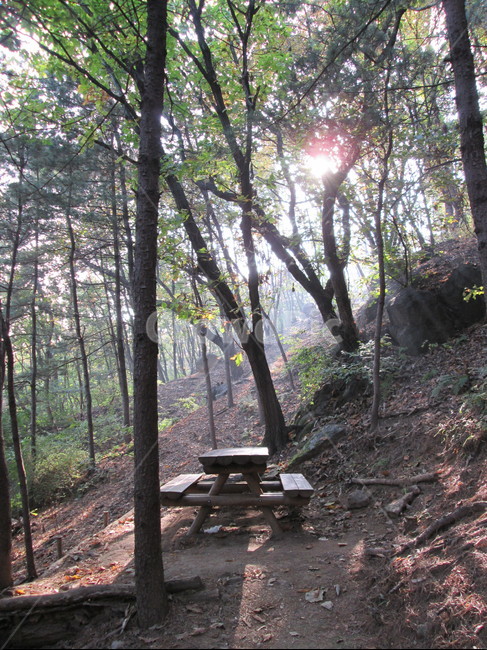 나무,단풍,자연,plant,식물,나무줄기,햇빛,나뭇잎,숲,벤치,의자,tree