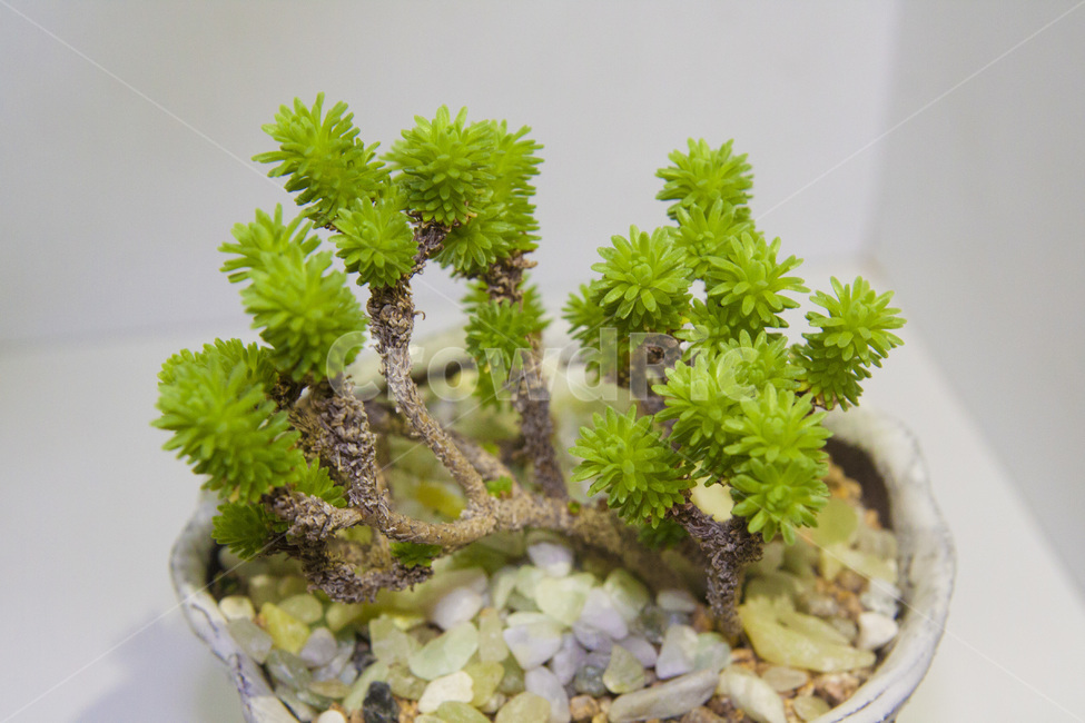 다육이,식물,화분,선인장,자연,식물,자연,plants,nature,실내용화초,화분,화초,house plant,인테리어,실내디자인,interior design