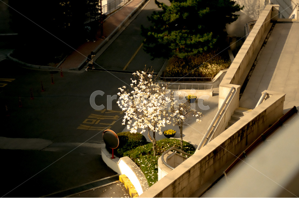 꽃,flower,자연,nature,풍경,landscape,봄,계절,spring,나무,tree