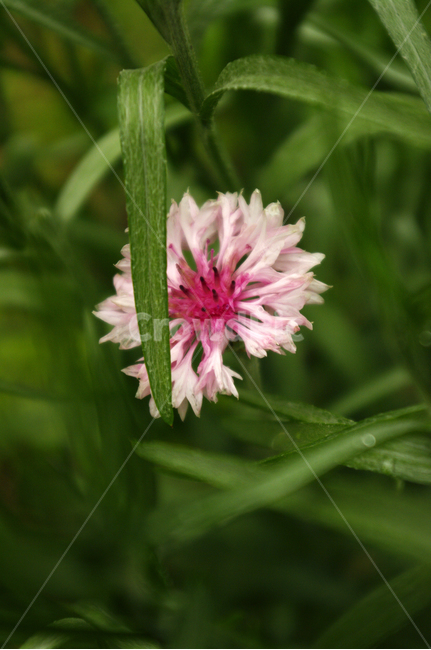 꽃,식물,flower,color,plant,식물,자연,plants,nature,꽃,flower