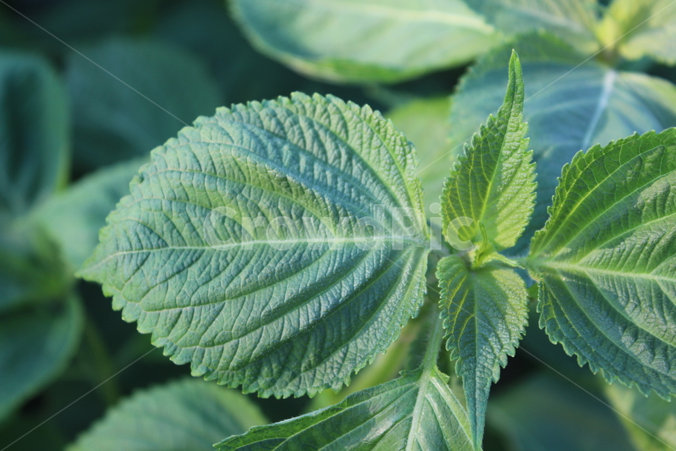 plant,leaf,식물,잎,깻잎,식물,자연,plants,nature,농업,농사,agriculture,farming,farming industry