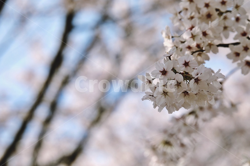 벚꽃,벚나무,cherryblossoms,flower,pink,tree,봄꽃