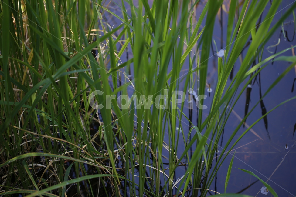 수초,연못,물,자연,식물,여름,호수,늪,풍경,식물,자연,plants,nature