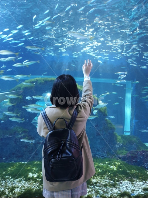 아쿠아리움,물고기,여자,뒷모습,물고기떼,코트,치마,가방,학생,소녀,girl,fish,제주도,동물,animal,어류,물고기,fish,사람,인물,인간,human,person,여성,여자,woman,female,lady