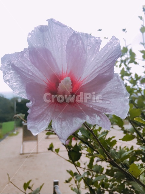 무궁화,한국,대한민국,korea,꽃,flower,핑크,보라,빨강,한송이,식물,plant,식물,자연,plants,nature,꽃,flower