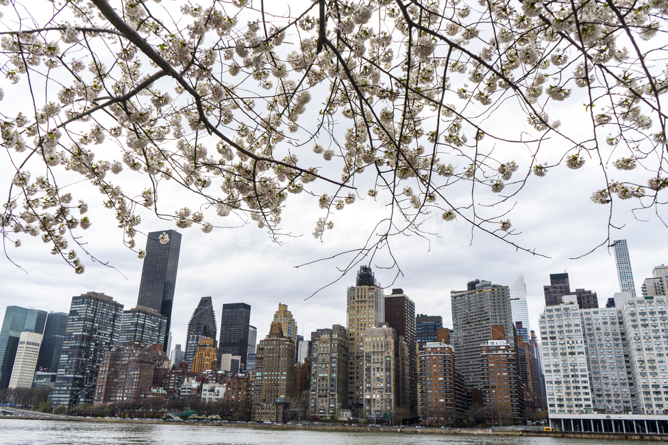 뉴욕,중심지,봄,벚꽃,꽃,나무,지평선,화이트,도시,도심,핑크,건축,newyork,usa,city,manhattan,cherry,cherryblossom,blossom,spring,downtown,skyline,buildings,metropolis
