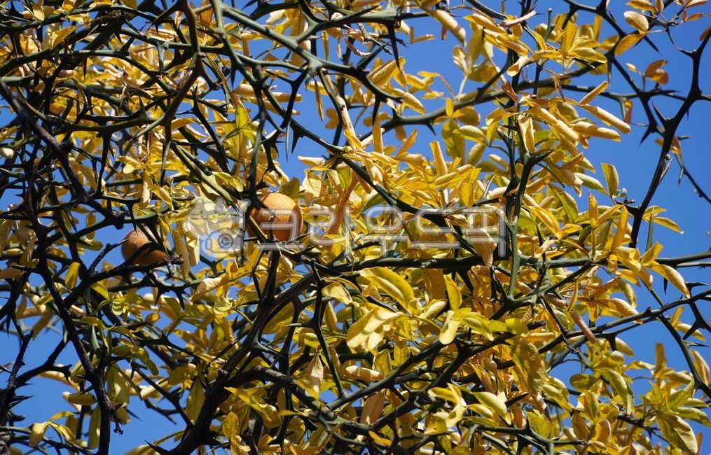sky,citrus fruits,thorn,fruit,food,citrusfruit,plant,tangerine tree leaves,Tangja