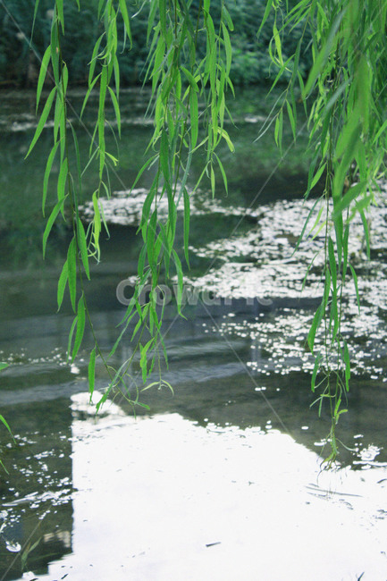 식물,자연,풀,강,풍경,식물,자연,plants,nature