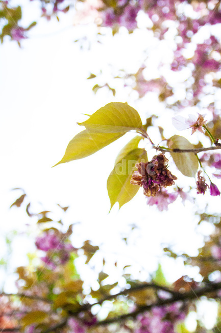 꽃,벚꽃,진꽃,cherryblossom,darkflowers,배경화면