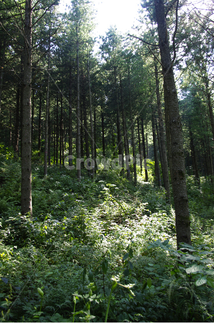나무,식물,자연,숲,plant,tree,초목,woodland,삼림지,자연,풍경,nature,landscape
