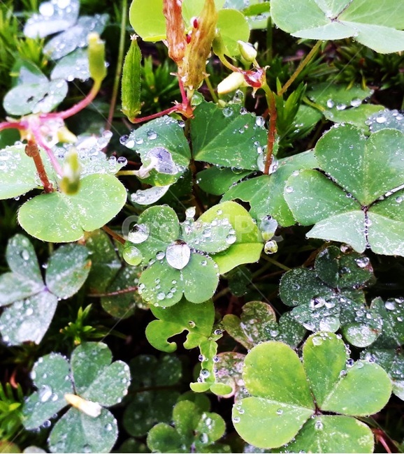자연,이슬,아침,새벽,풀,잎사귀,상쾌함,식물,자연,plants,nature