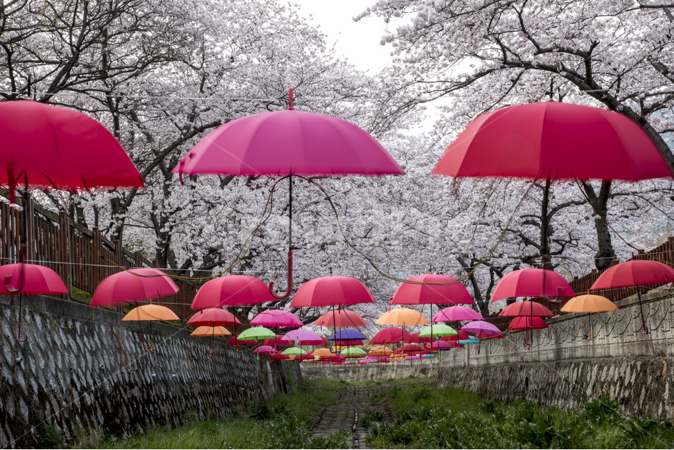 우산,벚꽃,진해,여좌천,봄,관광지,봄풍경,봄,계절,spring,season